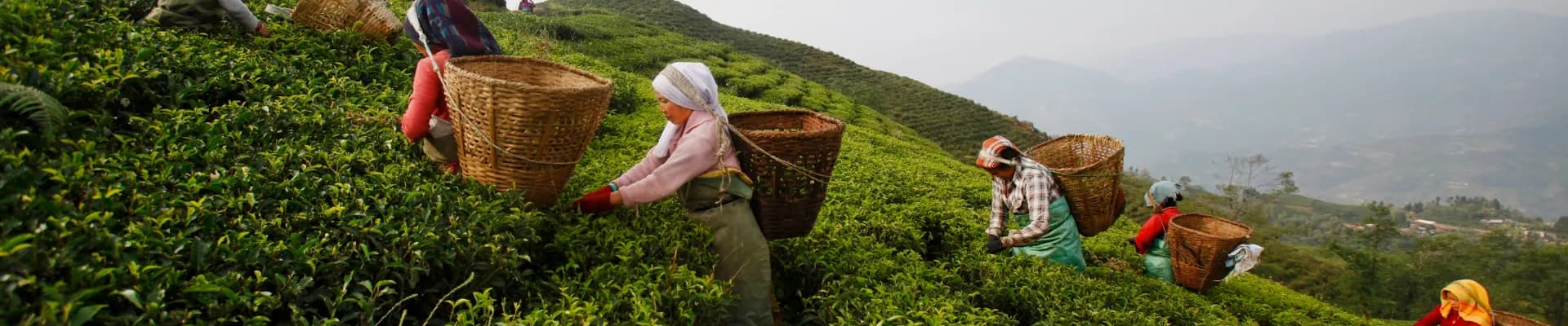 Visit or Contact Bandagi Traders